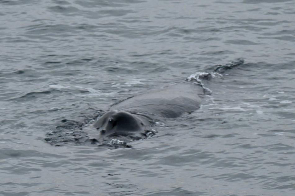 humpback whale rostrum