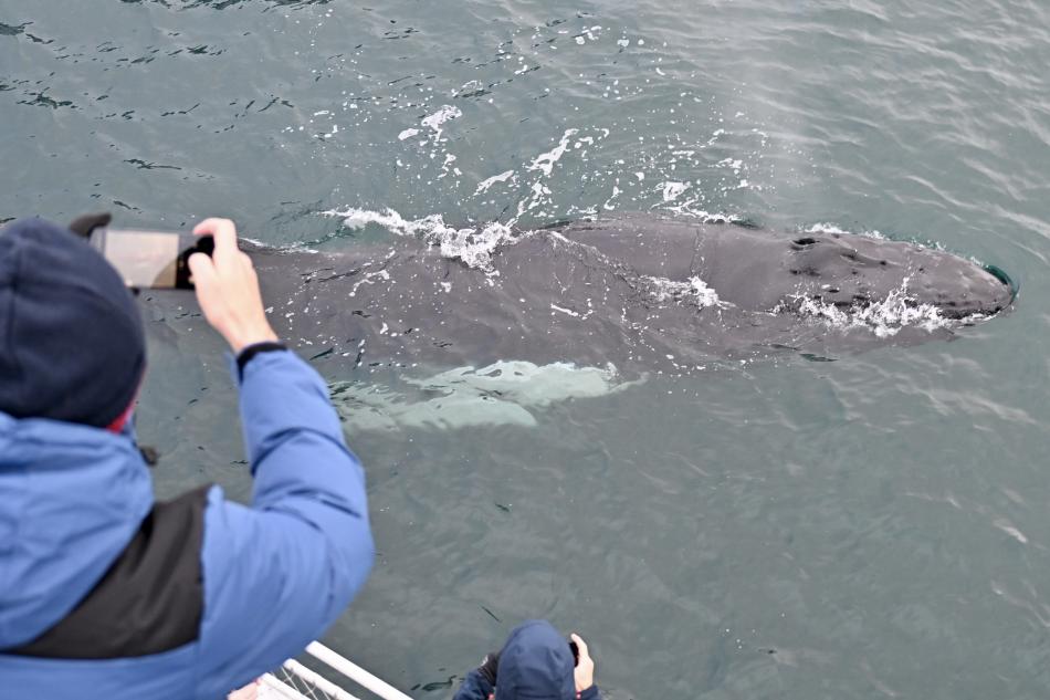 humpback whale up close with passenger taking photo