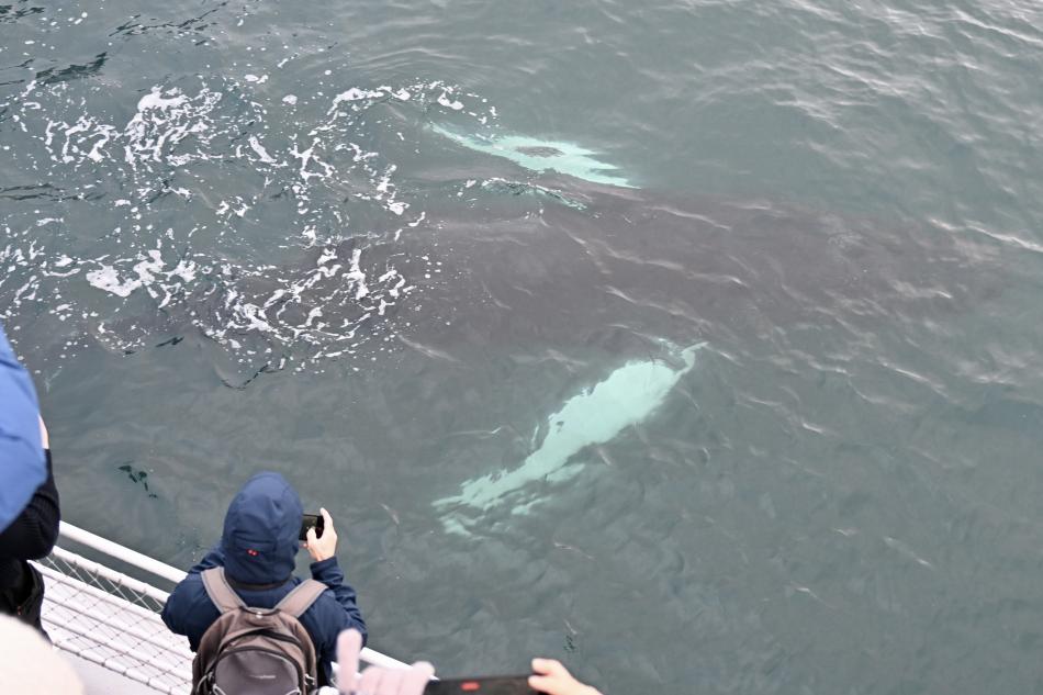 humpback whale close to boat