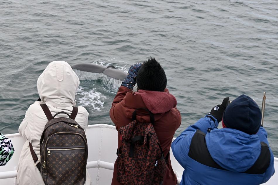 humpback whale close to boat and passengers