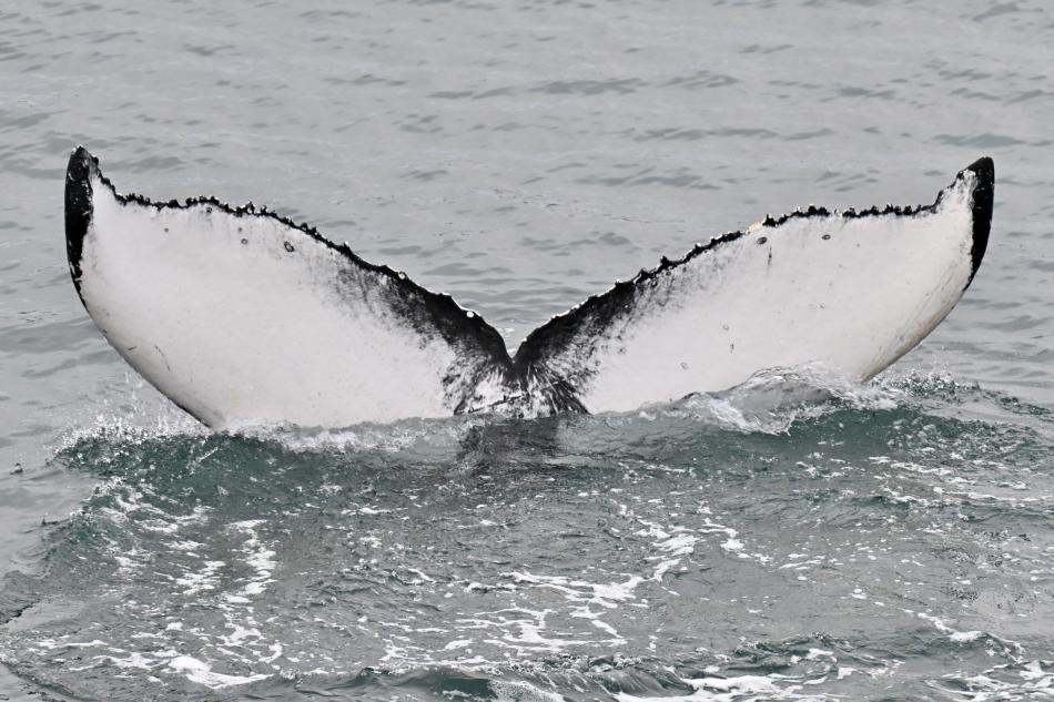 humpback whale fluke