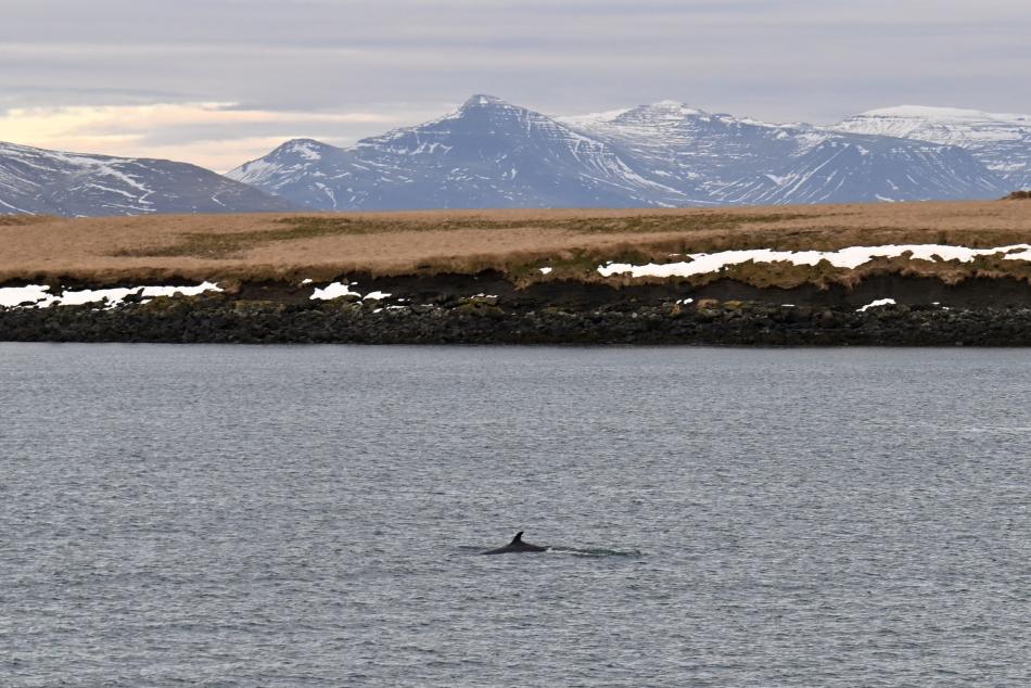 minke whale close to land