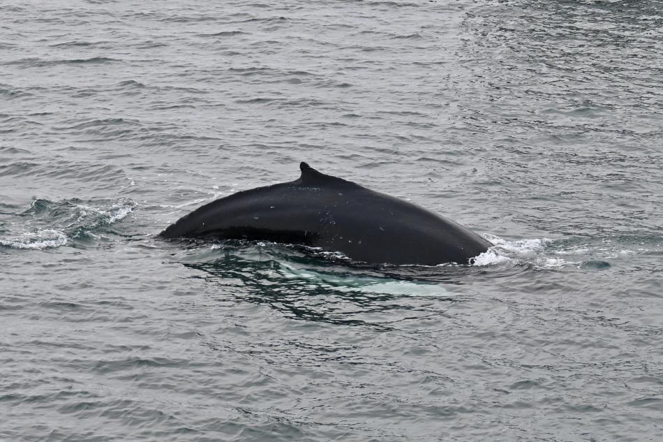 humpback whale dorsal fin