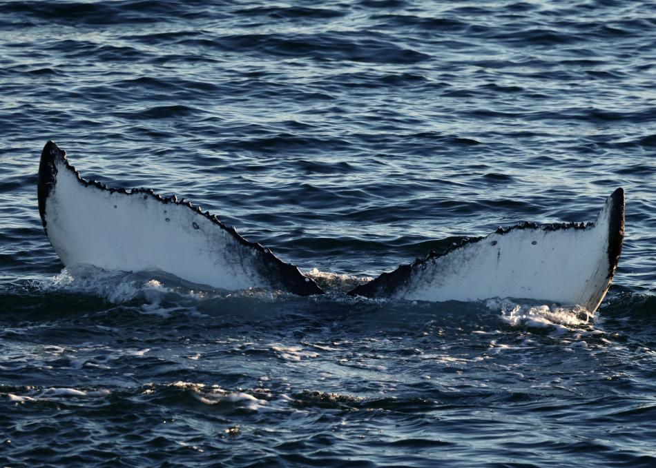 humpback whale fluke
