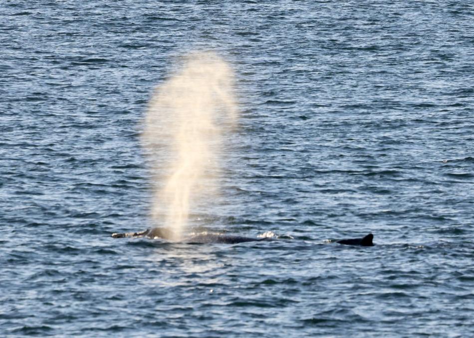 humpback whale breath