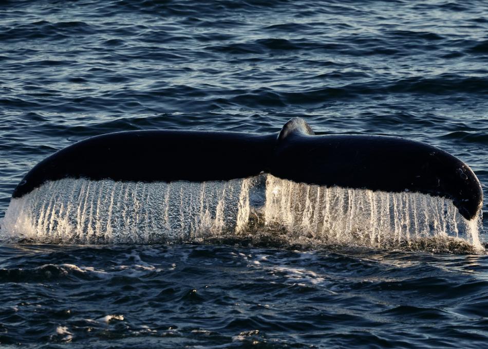humpback whale fluke