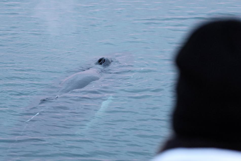 humpback whale close to boat