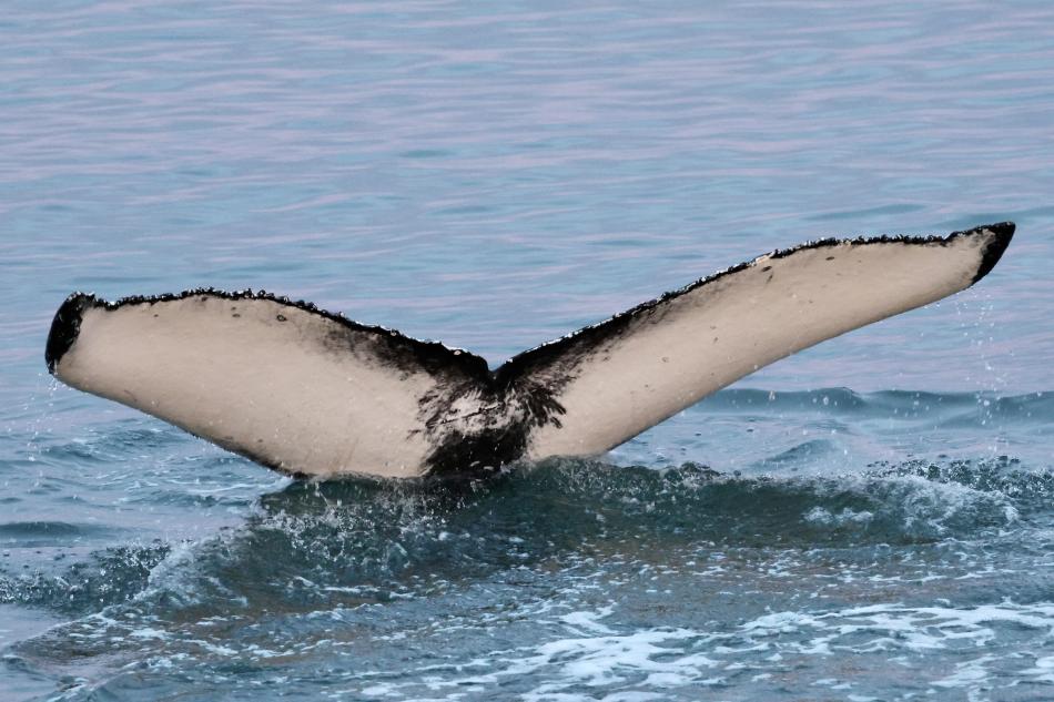humpback whale fluke