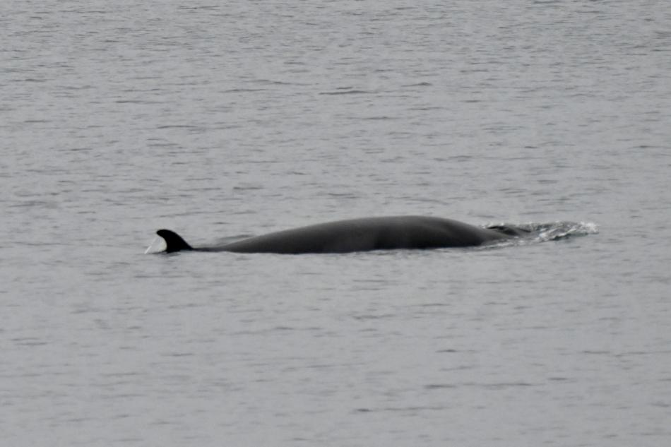 minke whale dorsal fin and back