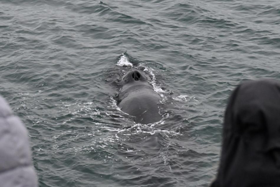 humpback whale inbetween two passengers