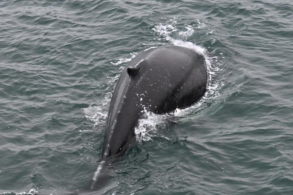 humpback whale dorsal fin