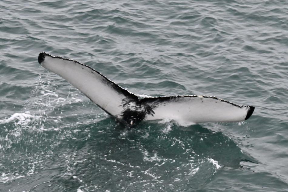 humpback whale fluke