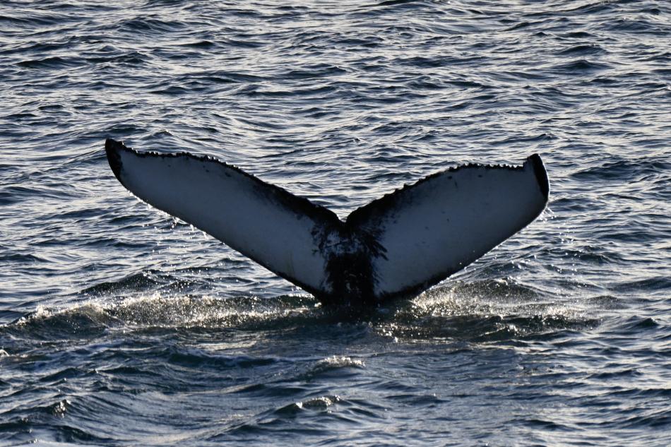 humpback whale fluke