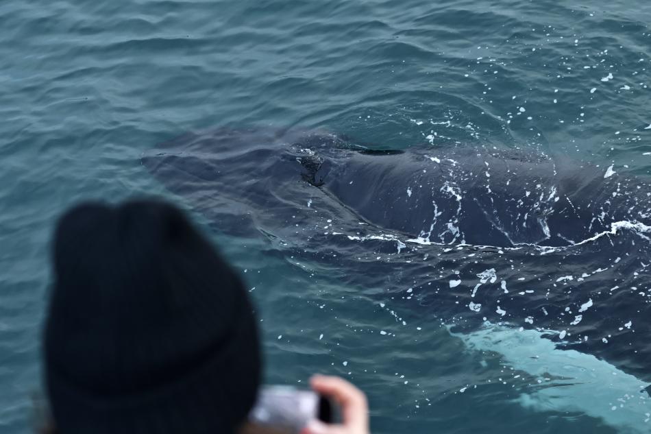 humpback whale close to passenger