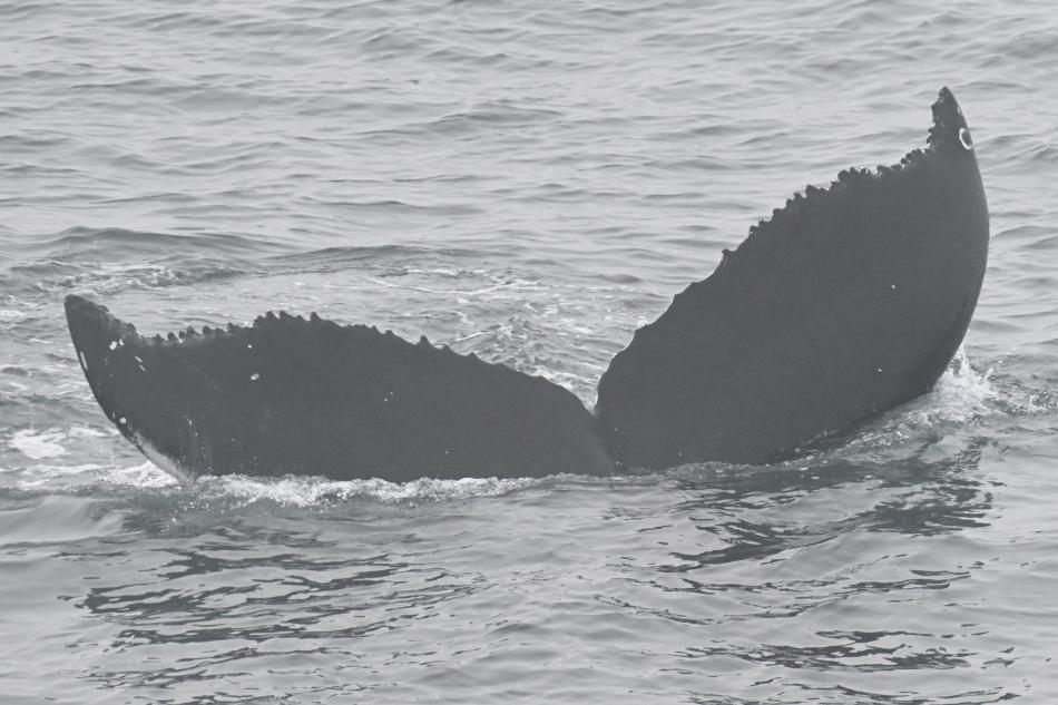 humpback whale fluke