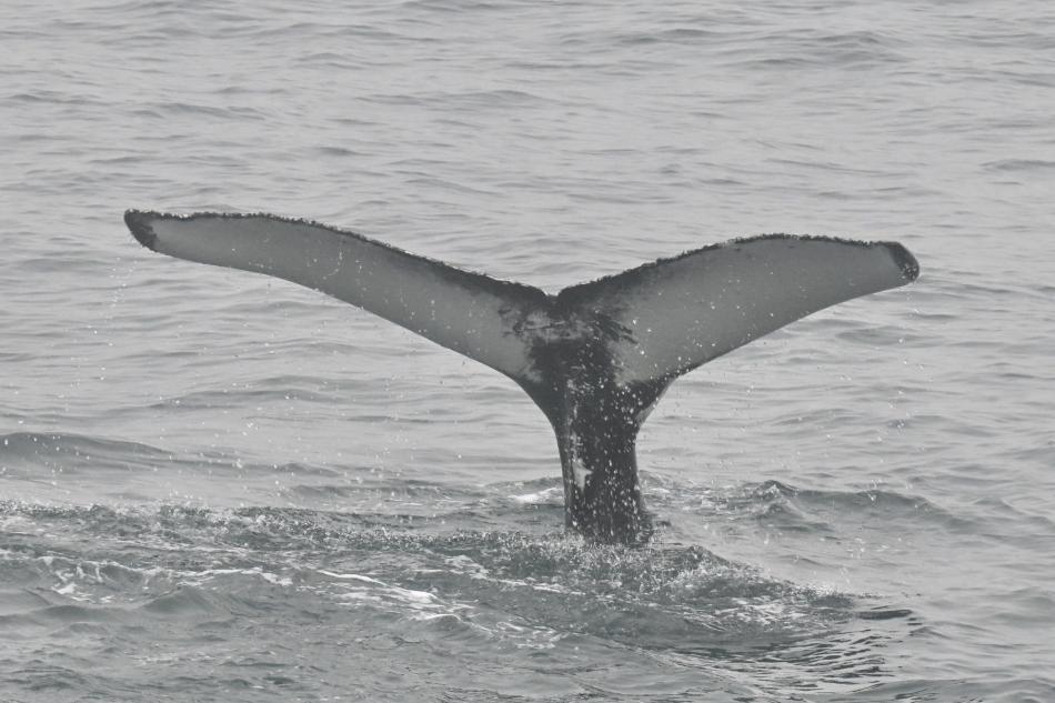 humpback whale fluke