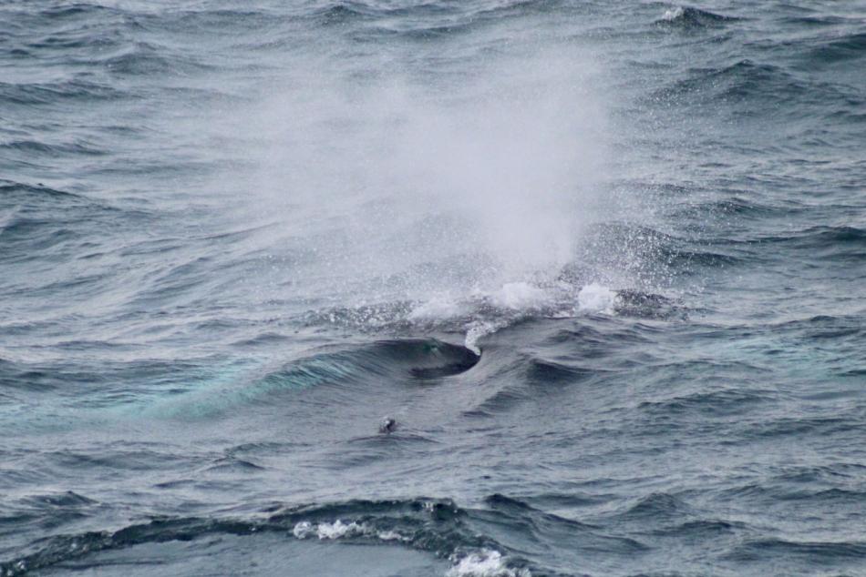 humpback whale breath