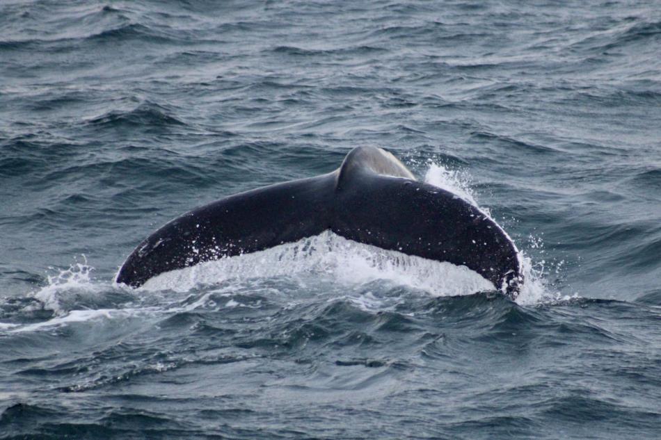 humpback whale fluke