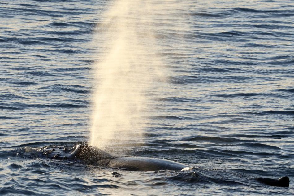 humpback whale breath at the surface