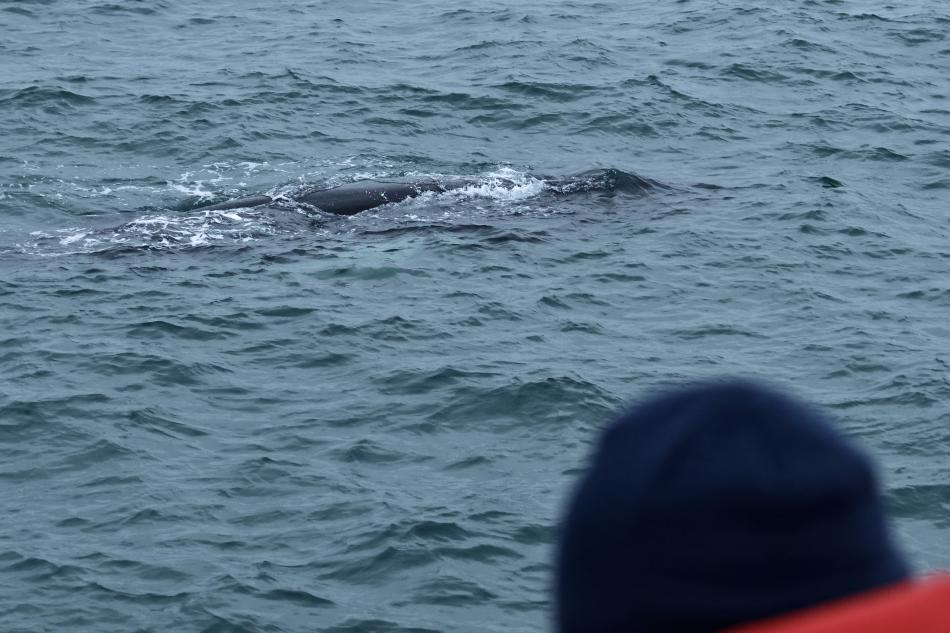 humpback whale near boat