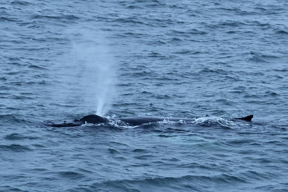 humpback whale breath