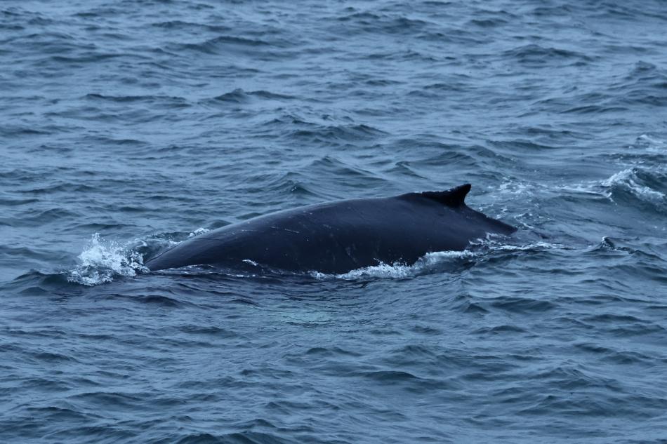 humpback whale dorsal fin