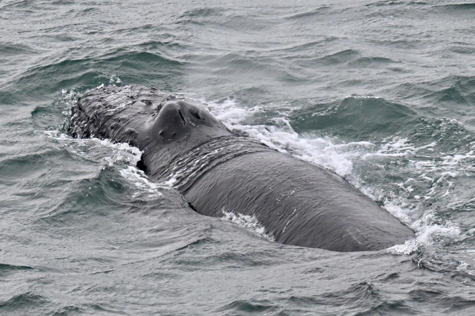 humpback whale surfaces