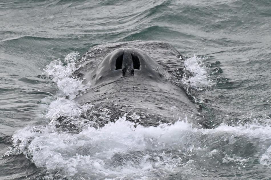 humpback whale nostrils