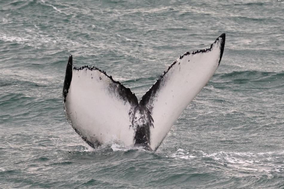humpback whale fluke