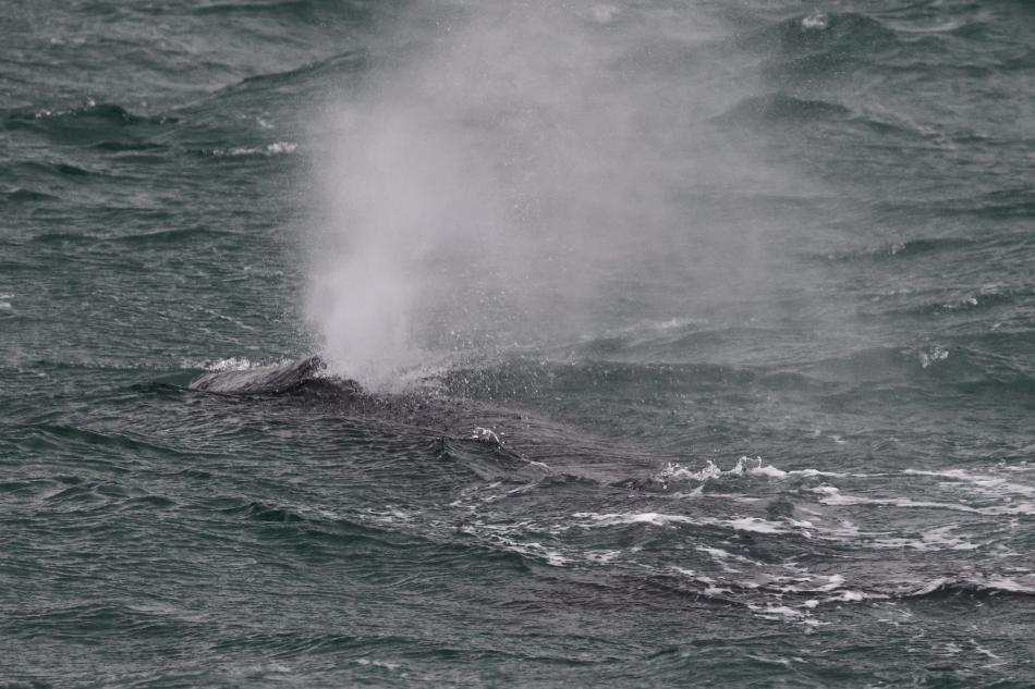 humpback whale breath