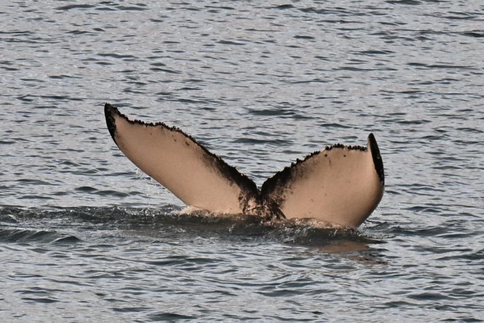 humpback whale fluke