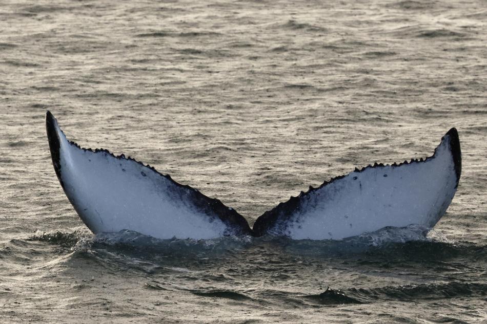 humpback whale fluke