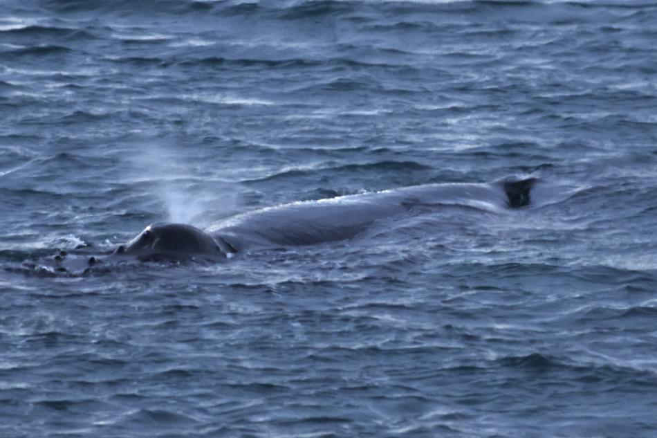 humpback whale dorsal fin
