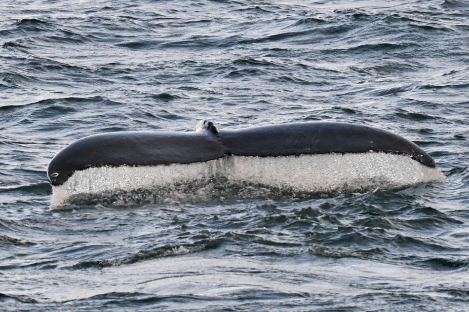 humpback whale fluke