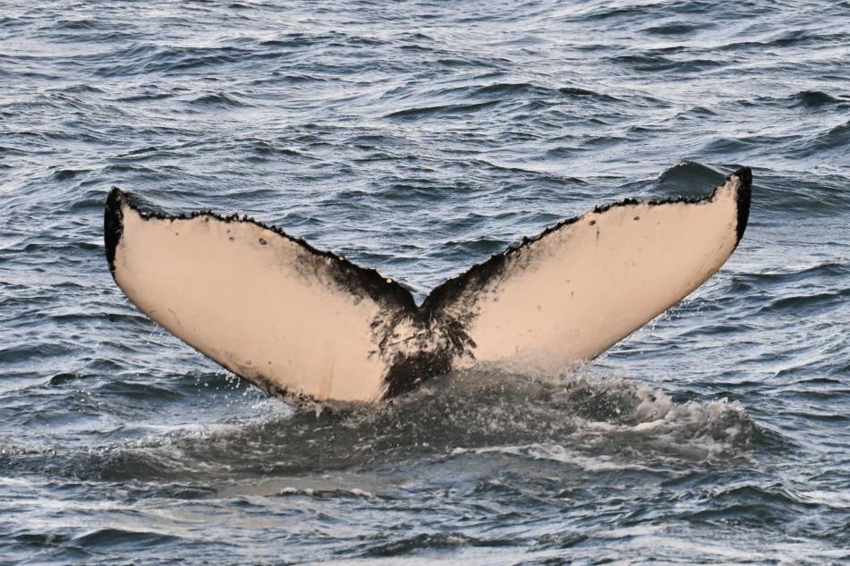 humpback whale fluke