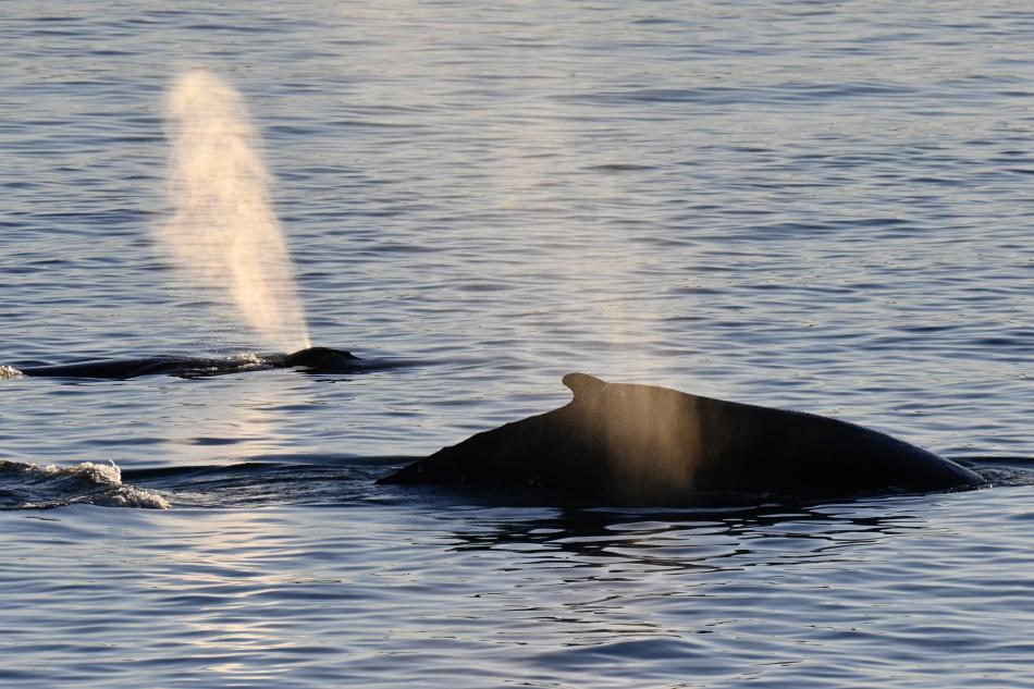 two humpback whales swimming together