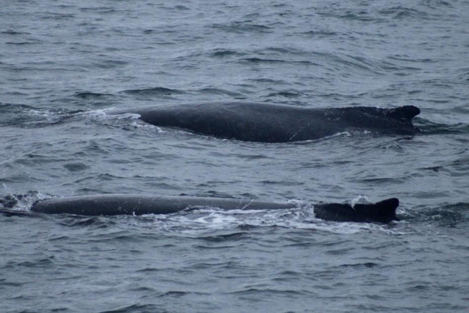 two humpback whales swimming together