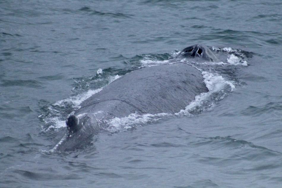 humpback whale back and dorsal fin