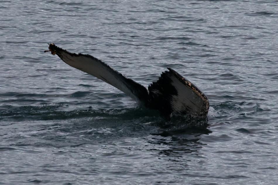 humpback whale fluke