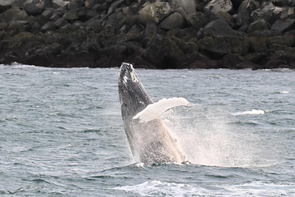 humpback whale breaching