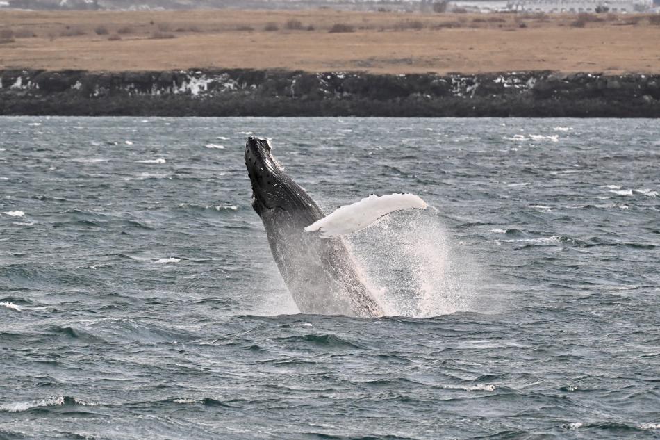 breaching humpback whale