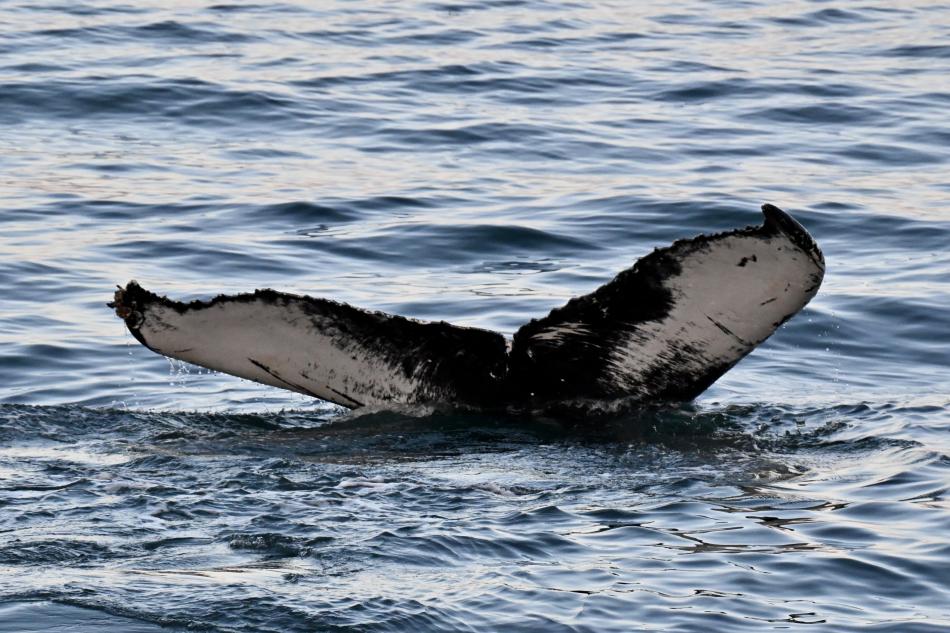 humpback whale fluke