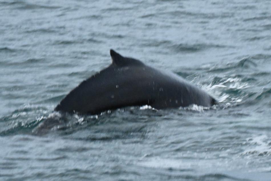 humpback whale dorsal fin