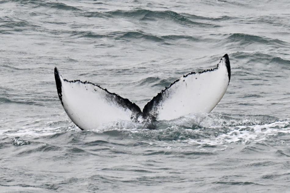 humpback whale fluke