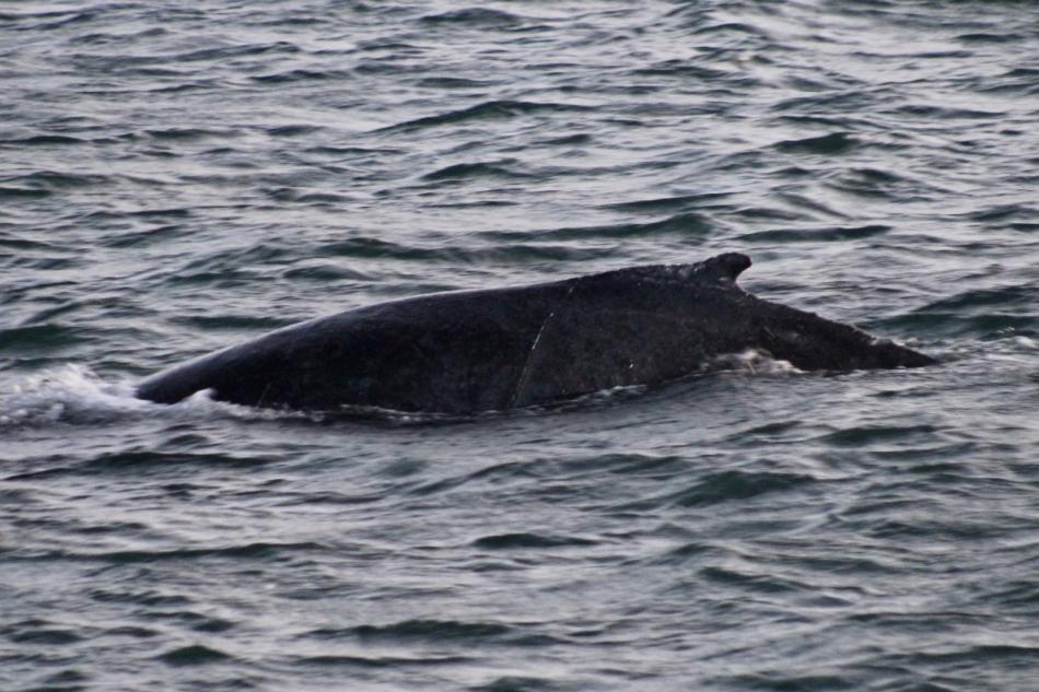 humpback whale dorsal fin
