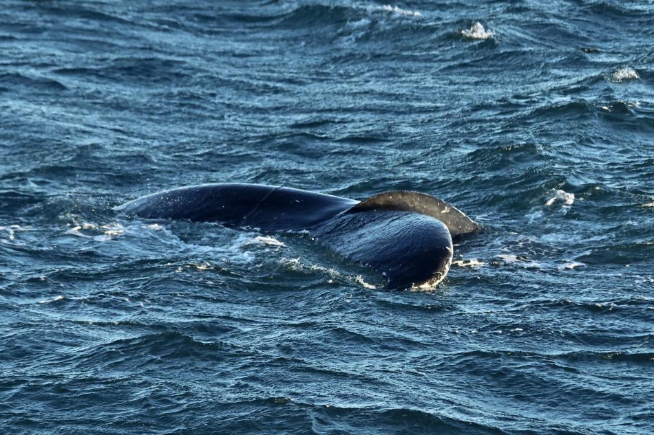 humpback whale fluke