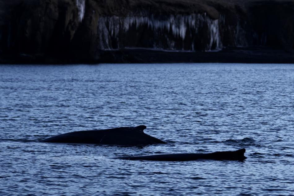 humpback whales near land