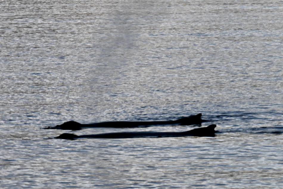 humpback whales surfacing together