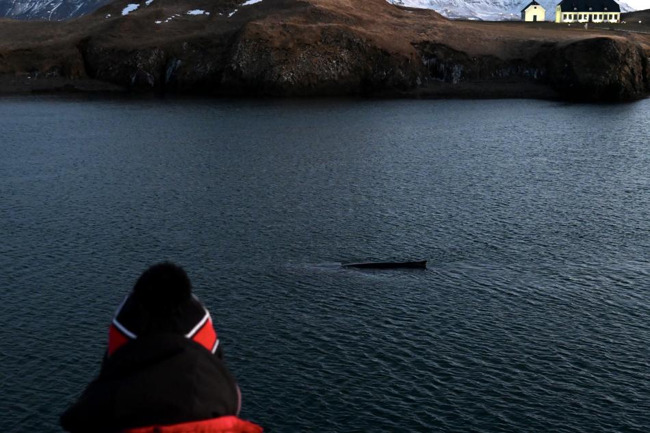humpback whale between Videy island and whale watcher