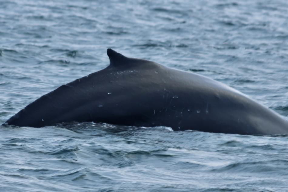 humpback whale dorsal fin